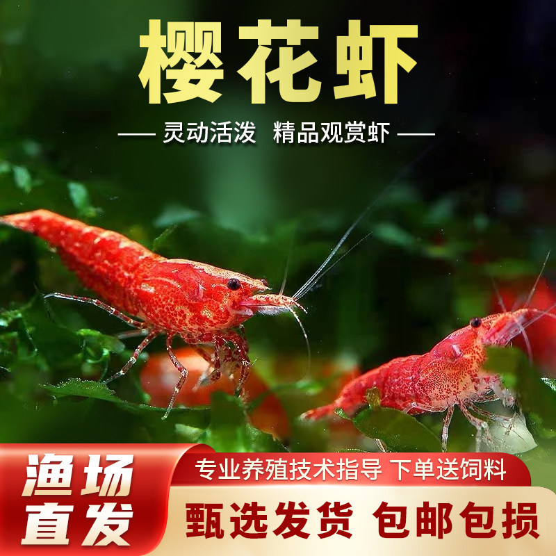 樱花虾除藻观赏虾清洁草虾淡水活体龟饲料虾活体观赏极火虾黑壳虾