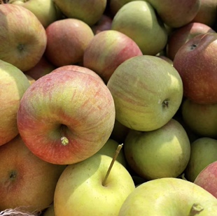 正宗老式 水果新鲜不套袋儿时味道 酸甜老树笨国光苹果水果批发应季