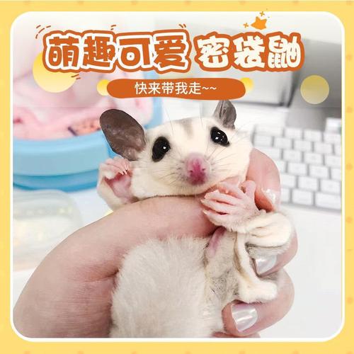 蜜袋鼬白脸马赛克蜜袋鼯幼体活宠