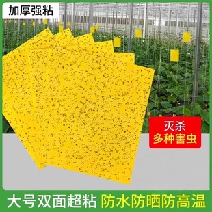双面黄板粘虫贴纸果园高效诱捕小飞虫果蝇苍蝇蚊子大棚灭虫神器
