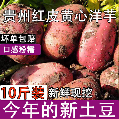 2025新鲜大土豆老品种黄心土豆