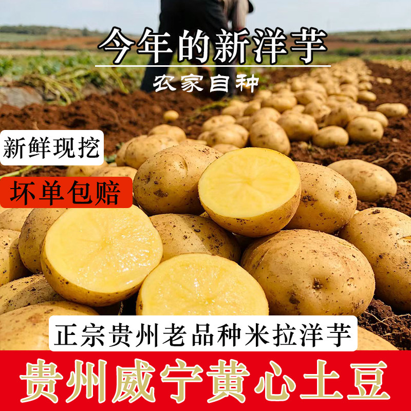 贵州威宁黄心土豆今年新鲜现挖农家自种毕节老品种米拉洋芋马铃薯