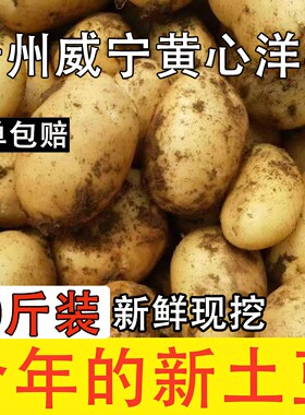 贵州特产威宁黄心米拉洋芋土豆新鲜高山老品种黄皮马铃薯十斤装