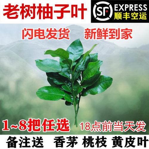 新鲜柚子叶黄皮叶广东发货