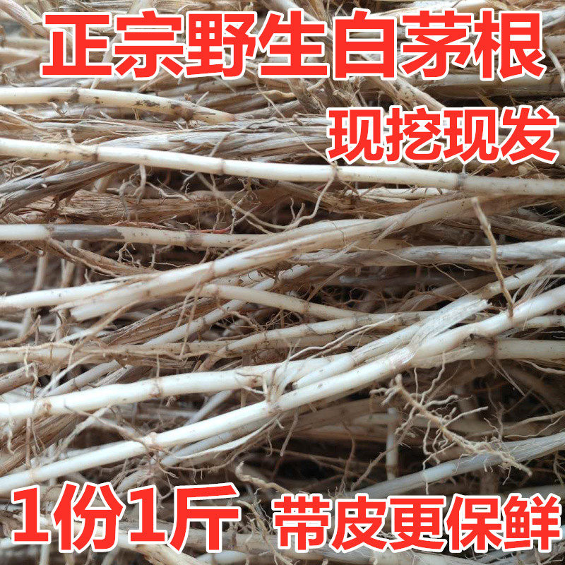 野生新鲜凉茶原料白茅根