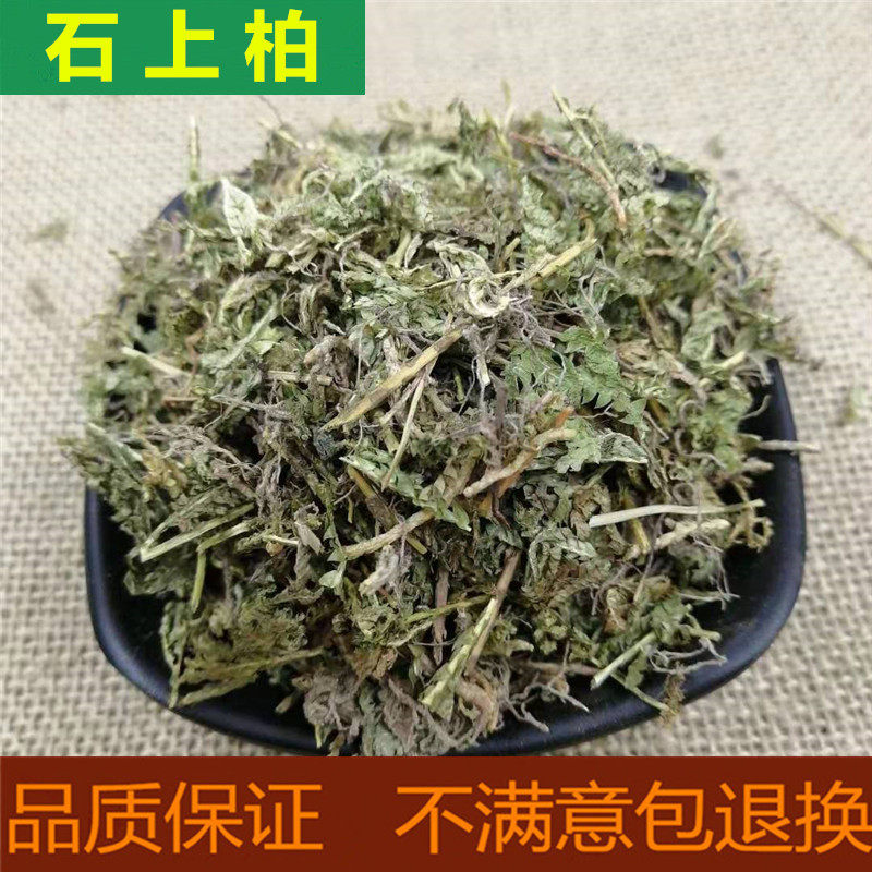 石上柏野生新鲜干货石柏江南卷柏深绿卷柏中药材龙鳞草金龙草500g