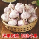 5斤 大蒜头5斤河南农家自种干蒜大蒜大蒜种子1斤 包邮 新干蒜