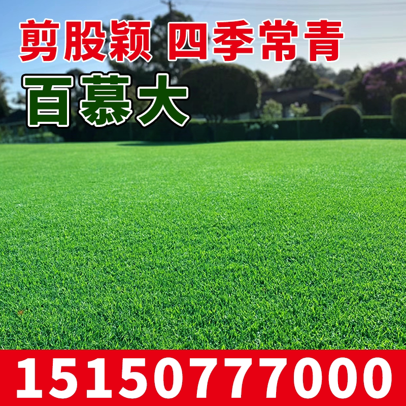 进口匍匐型剪股颖种子 草坪草种子 高尔夫球场别墅庭院绿化草籽