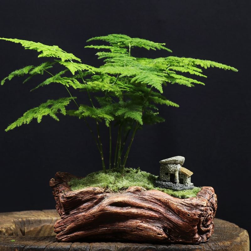 文竹自产迷你摆件富贵竹盆栽卧室四季文竹通用型植物空气月季净化