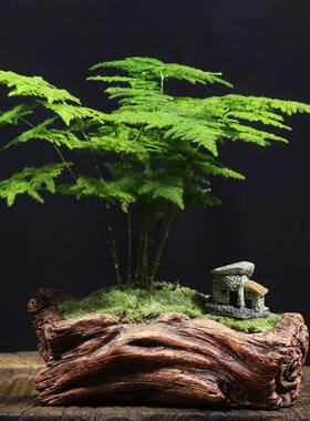 文竹自产迷你摆件富贵竹盆栽卧室四季文竹通用型植物空气月季净化