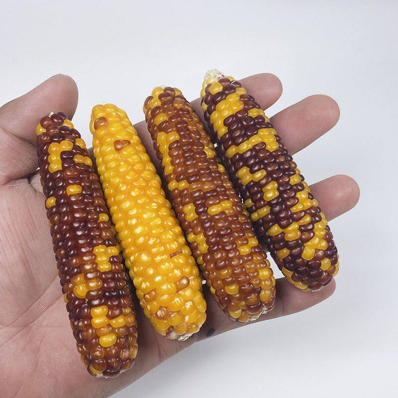 仓鼠磨牙棒小玉米零食小玉米金丝熊花枝鼠兔子龙猫磨牙玉米棒包邮