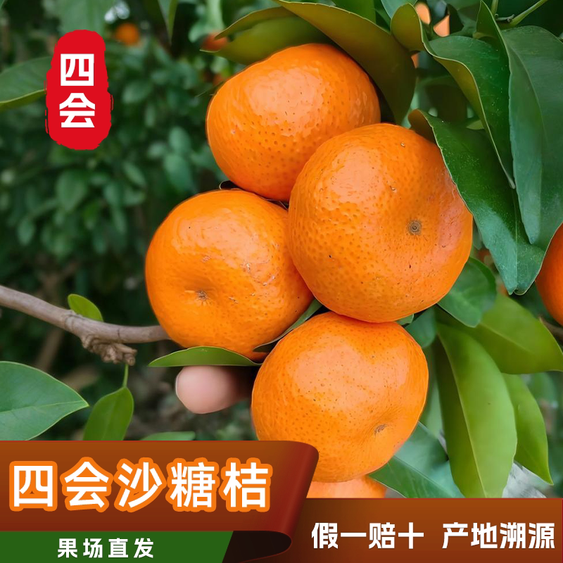 正宗四会沙糖桔宗粤绿色食品
