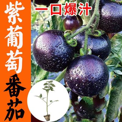 三味四季番茄苗紫葡萄