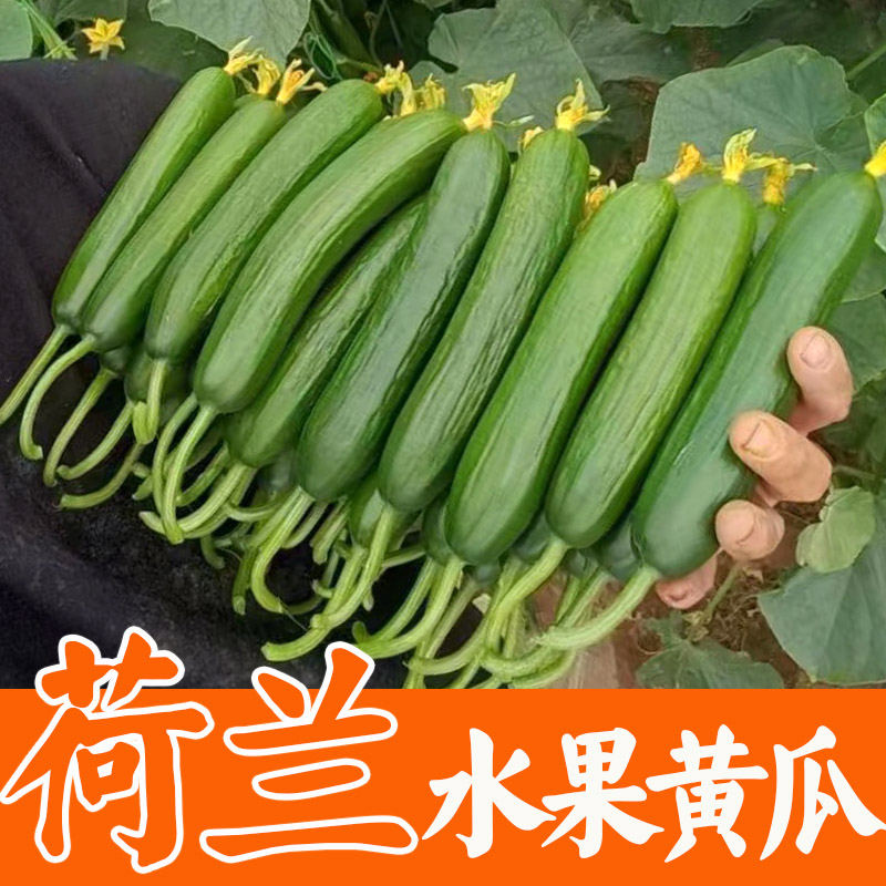 小黄瓜水果蔬菜种子苗三味蔬屋