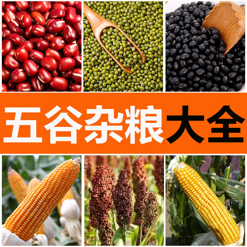 各种五谷杂粮种子玉米种子红小豆种子大田豆角农家菜园高产种籽春
