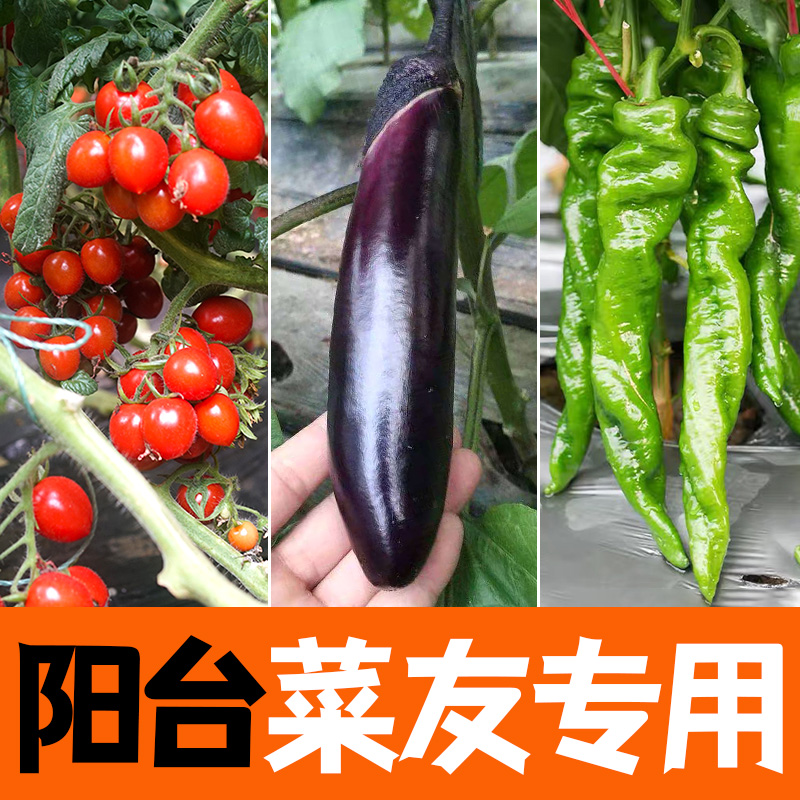 阳台菜友专用苗各种蔬菜苗酸甜西红柿苗秧种籽沙瓢四季农蔬菜番茄
