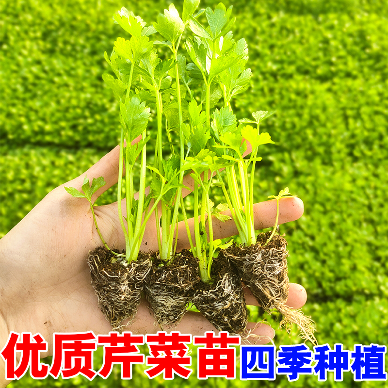 四季小香芹种子种籽苗秧香芹菜蔬菜菜种籽种孑菜籽苗根根苗白幼苗