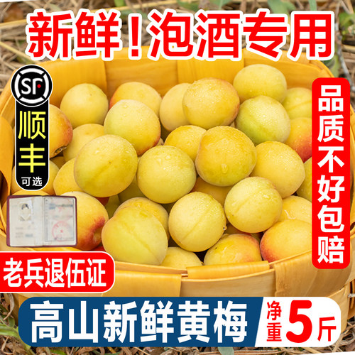 高山黄梅青梅鲜果诏安黄梅果现摘泡酒黄梅酵素酸水果鲜梅子5斤装