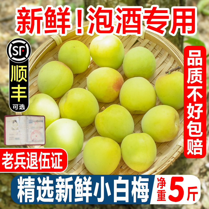 小白梅青梅鲜果高山白梅野生现摘白粉梅泡酒白梅新鲜酸脆梅子水果