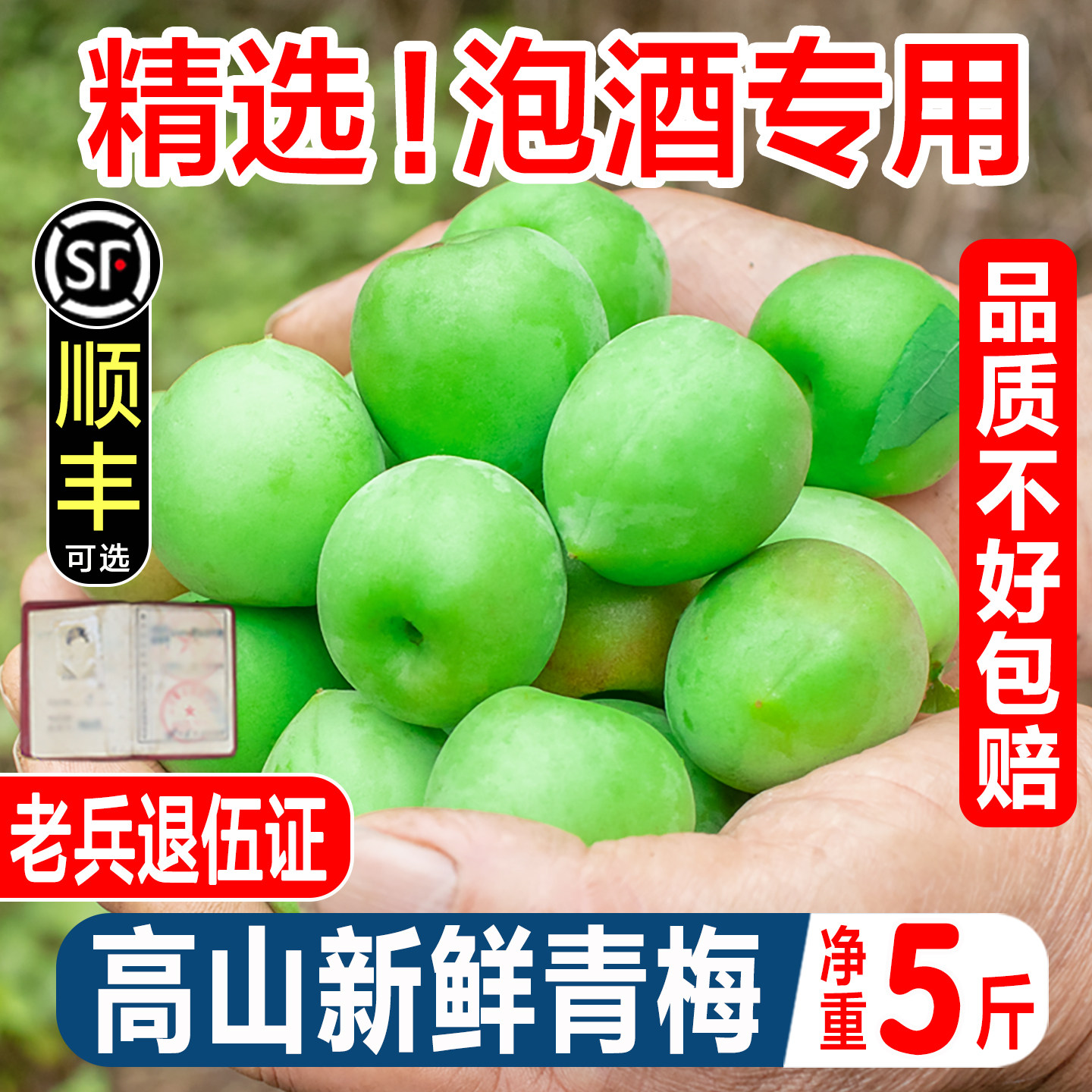 2026青梅鲜果诏安青梅现摘泡酒青梅5斤酵素青梅鲜梅子梅酸水果