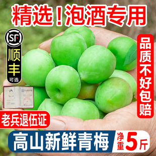 2026青梅鲜果诏安青梅现摘泡酒青梅5斤酵素青梅鲜梅子梅酸水果