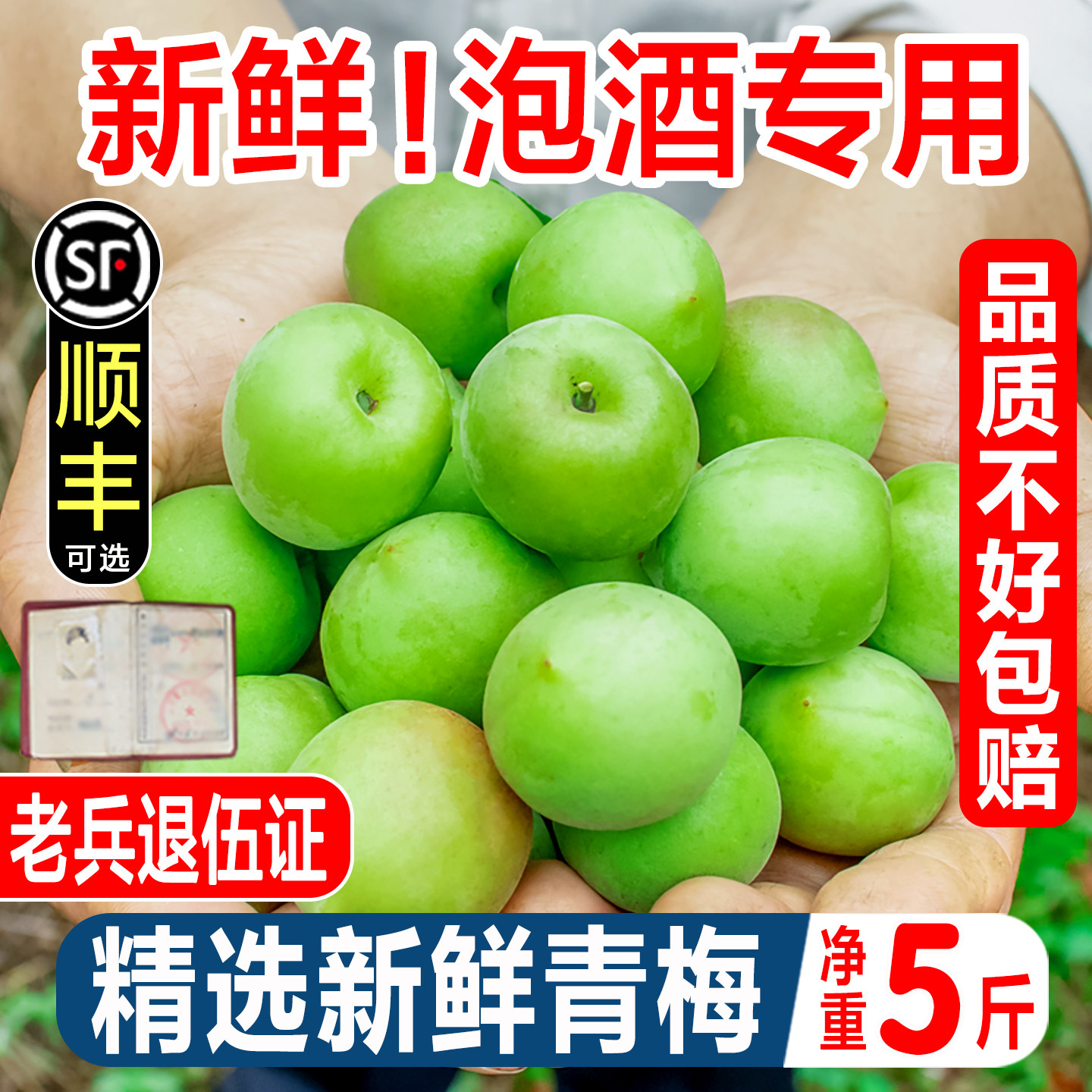 高山青梅鲜果诏安青梅新鲜现摘泡酒青梅酵素酸青梅鲜梅子青梅水果