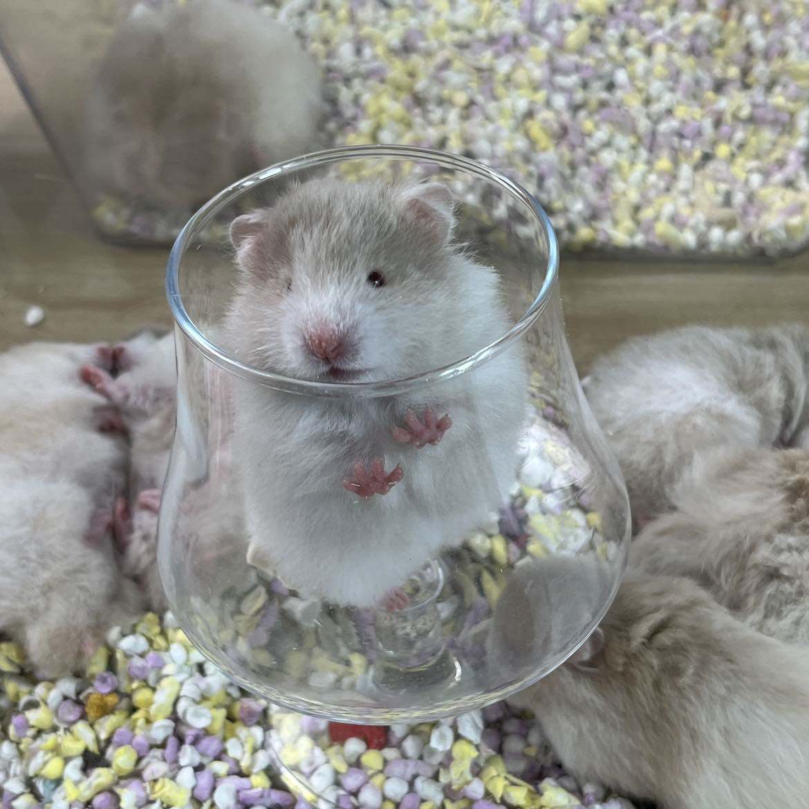 家养宠物小仓鼠活物侏儒三线银狐布丁老公公奶茶金丝熊宝宝活体鼠