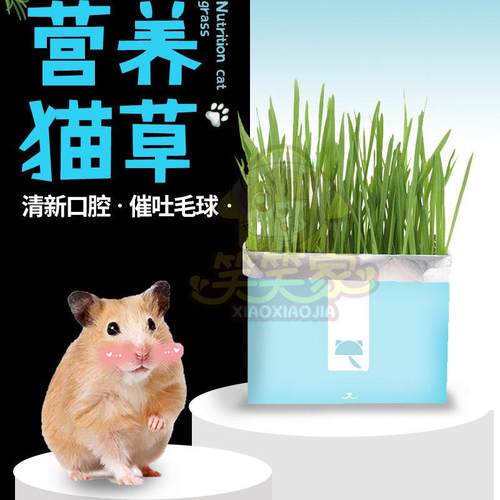 【笑笑家】仓鼠化毛未卡懒人猫草金丝熊零食盆栽水培麦草天然化毛