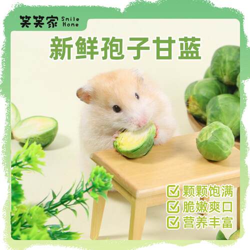 仓鼠零食新鲜孢子甘蓝玉米笋