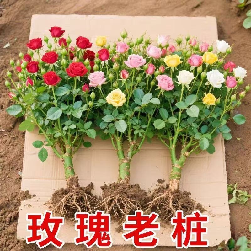 玫瑰花树苗盆栽带花苞四季开花玫瑰花苗室内阳台花卉绿植