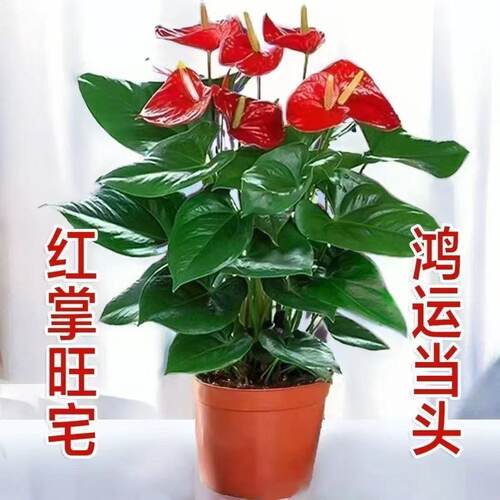 红掌白掌盆栽带花一帆风顺花卉植物室内绿植水培鸿运当头四季好养