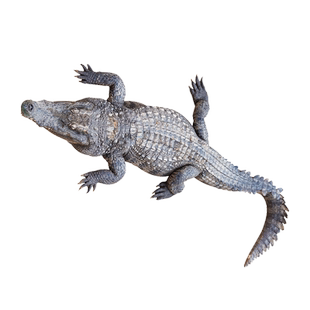 鳄鱼肉新鲜整只现宰 20斤起整条大鳄鱼活体宰产地顺丰包邮茂名发