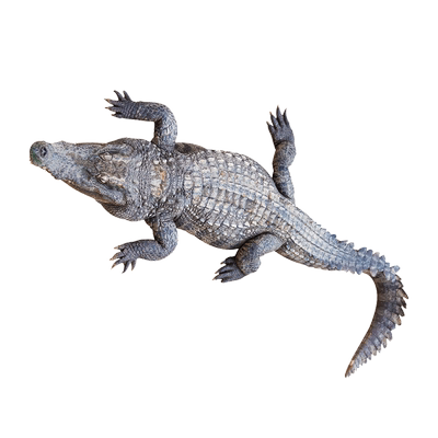 20斤起整条大鳄鱼产地直发特惠中