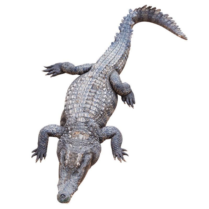 30整条鳄鱼活体整只酒店饭店食材