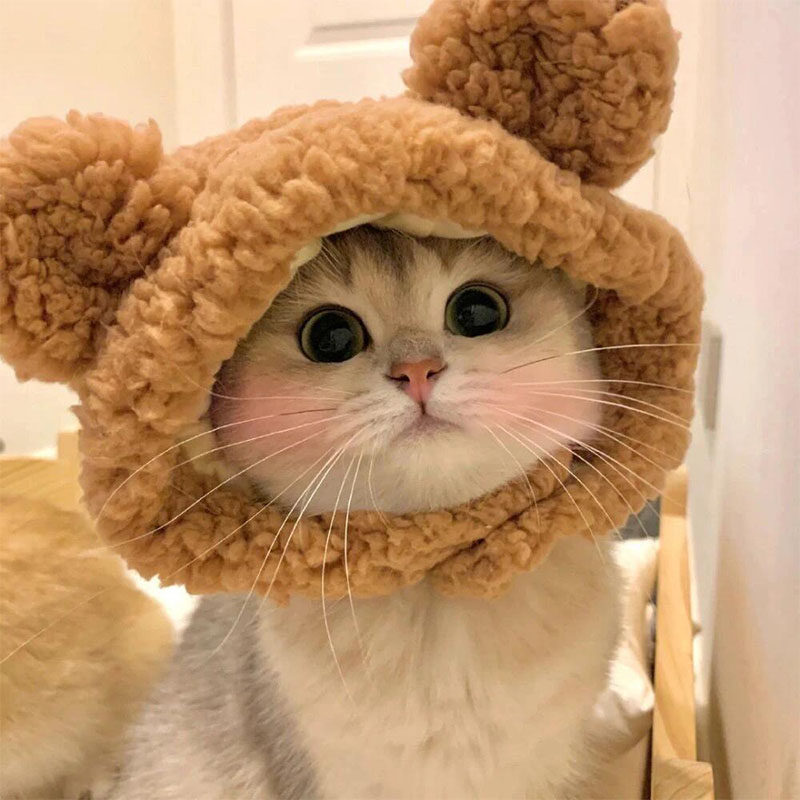 猫咪帽子可爱头套宠物狗狗头饰幼猫小猫英短美短小熊兔拍照搞怪装,宠物/宠物食品及用品,帽子,淘宝优惠券,粉丝福利购,淘宝优惠卷