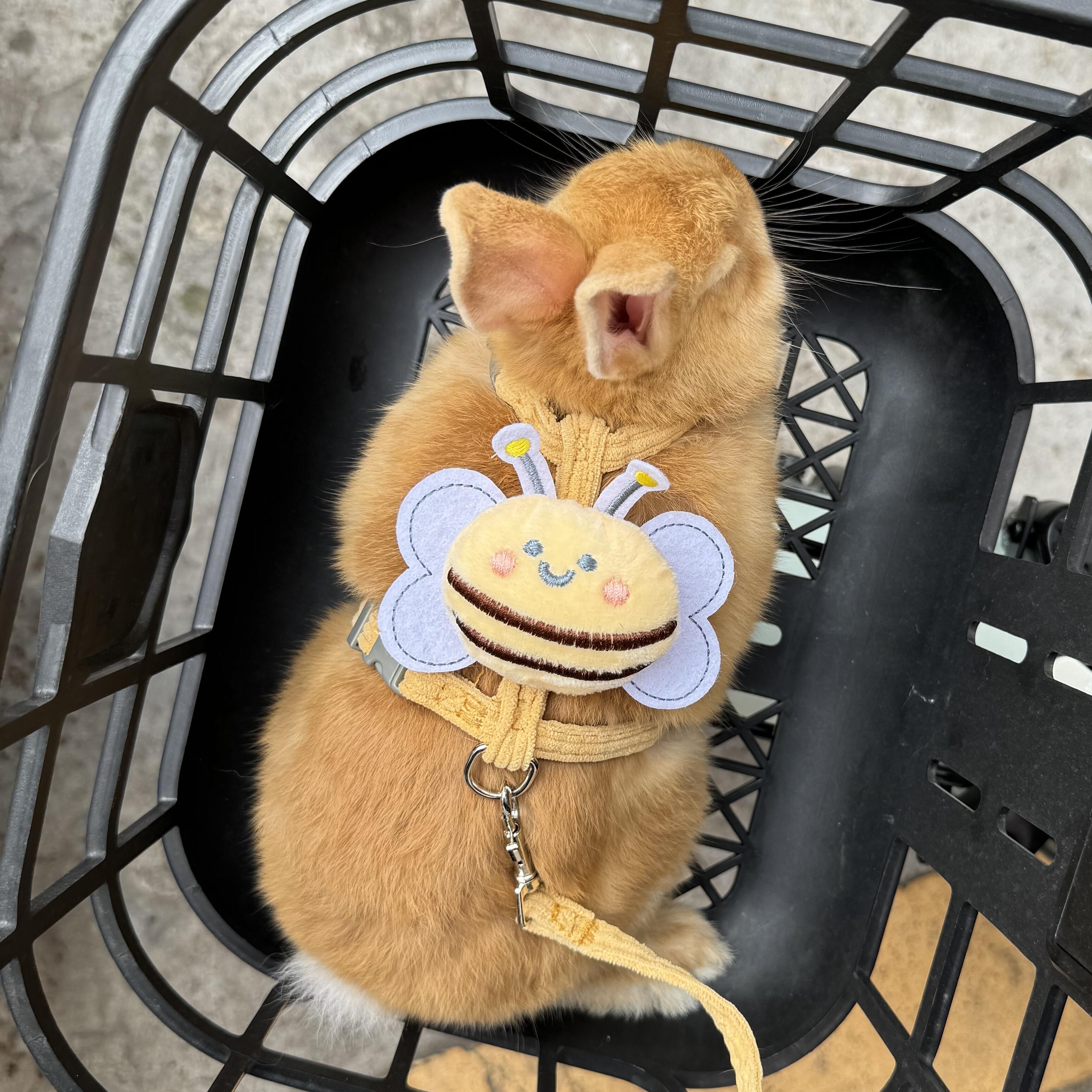 小兔子牽引繩防掙脫遛兔子外出