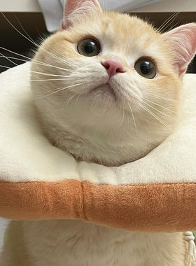 猫咪项圈防舔吐司面包片宠物头套