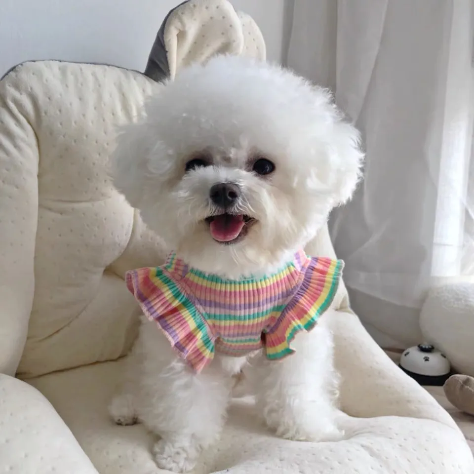 宠物小狗衣服夏季薄款泰迪博美