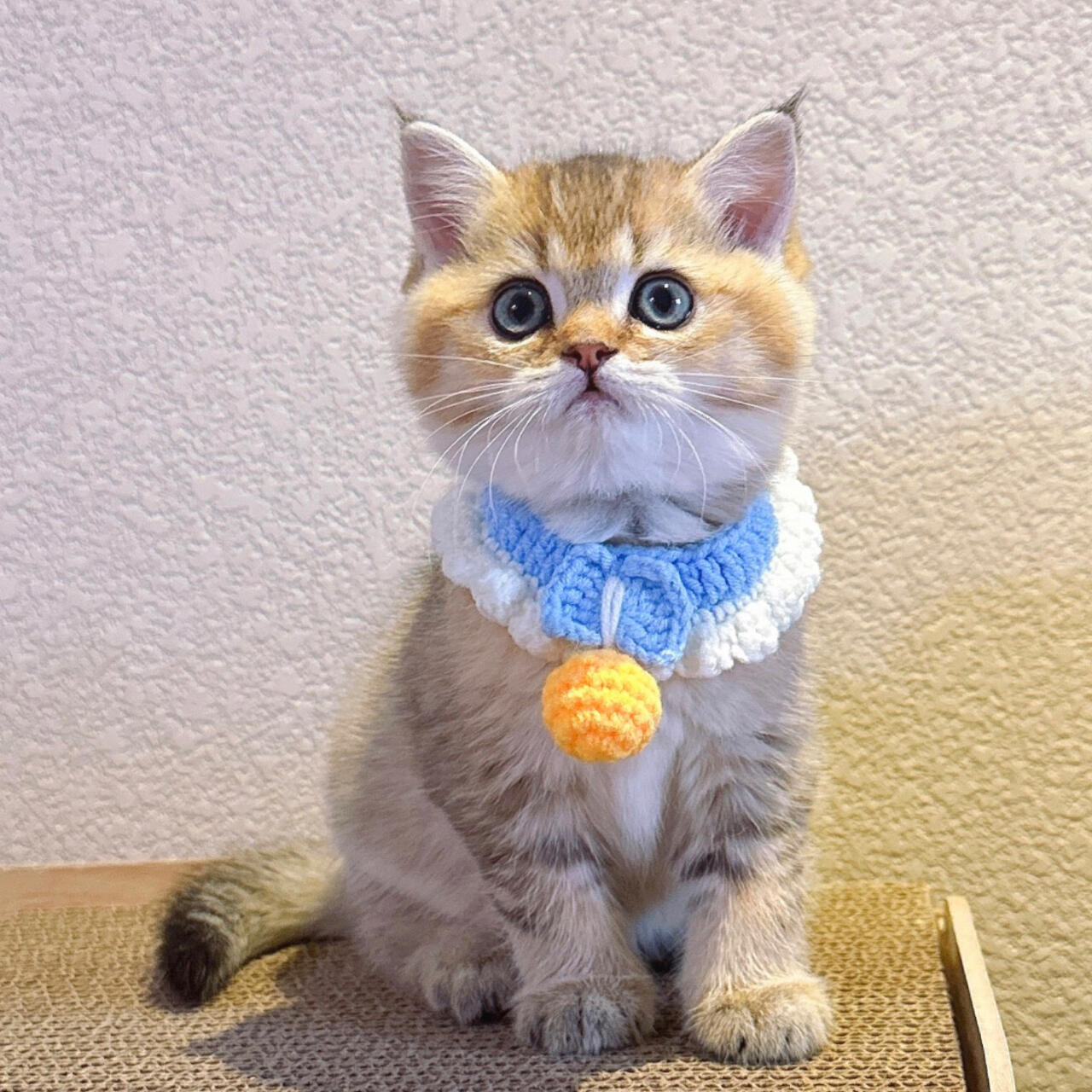 猫咪围脖可爱手工编织口水巾围兜