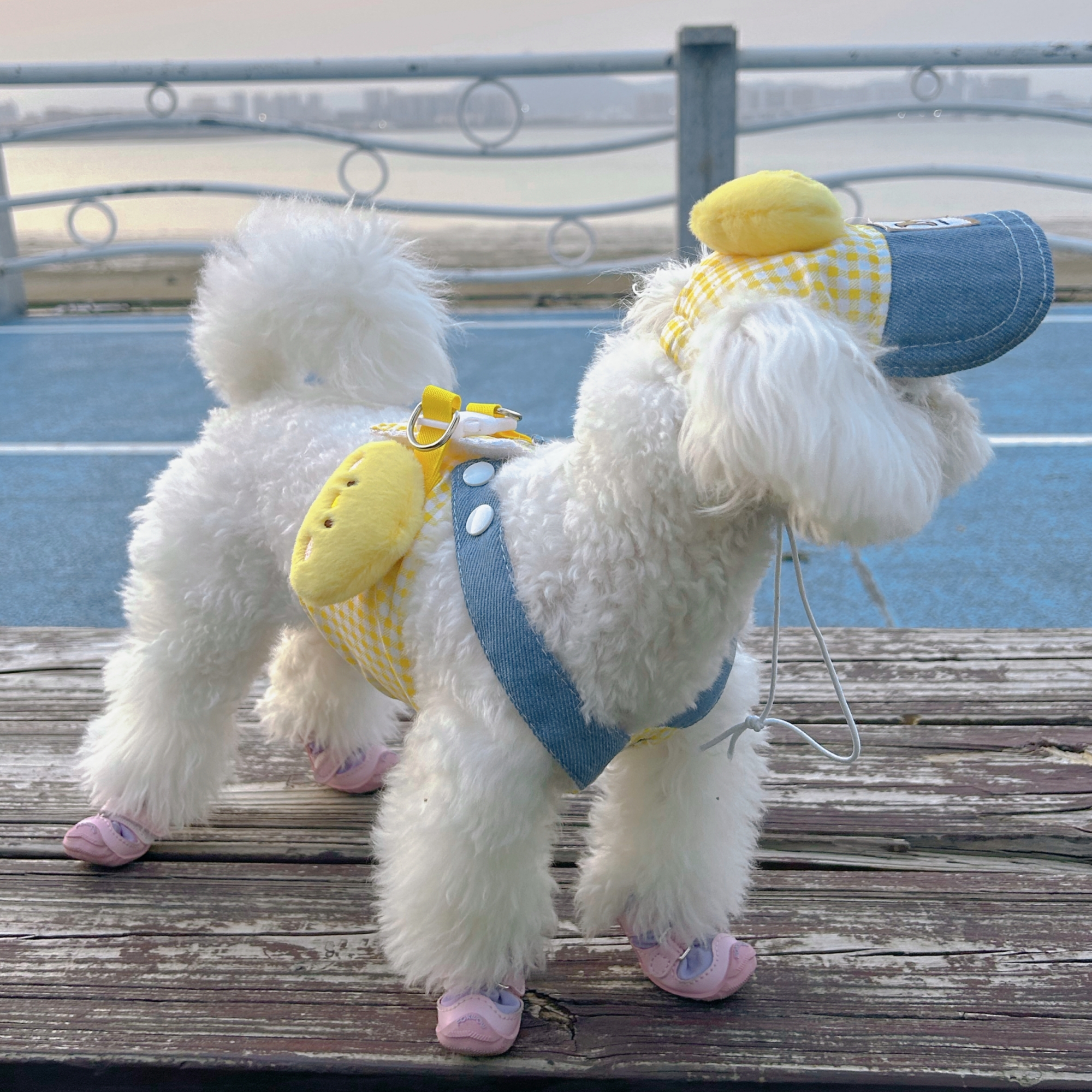 狗狗牽引繩套裝夏季透氣胸背帽子