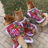 狗狗东北大花棉袄秋冬加绒衣服萨摩耶柯基边牧小型犬猫咪宠物棉衣