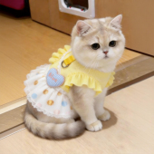 猫咪衣服春夏款 黄色泡泡裙公主连衣裙防掉毛中小型犬狗狗宠物服装