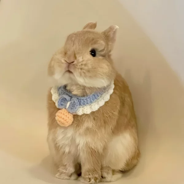 Товары от 雪狮旗舰店