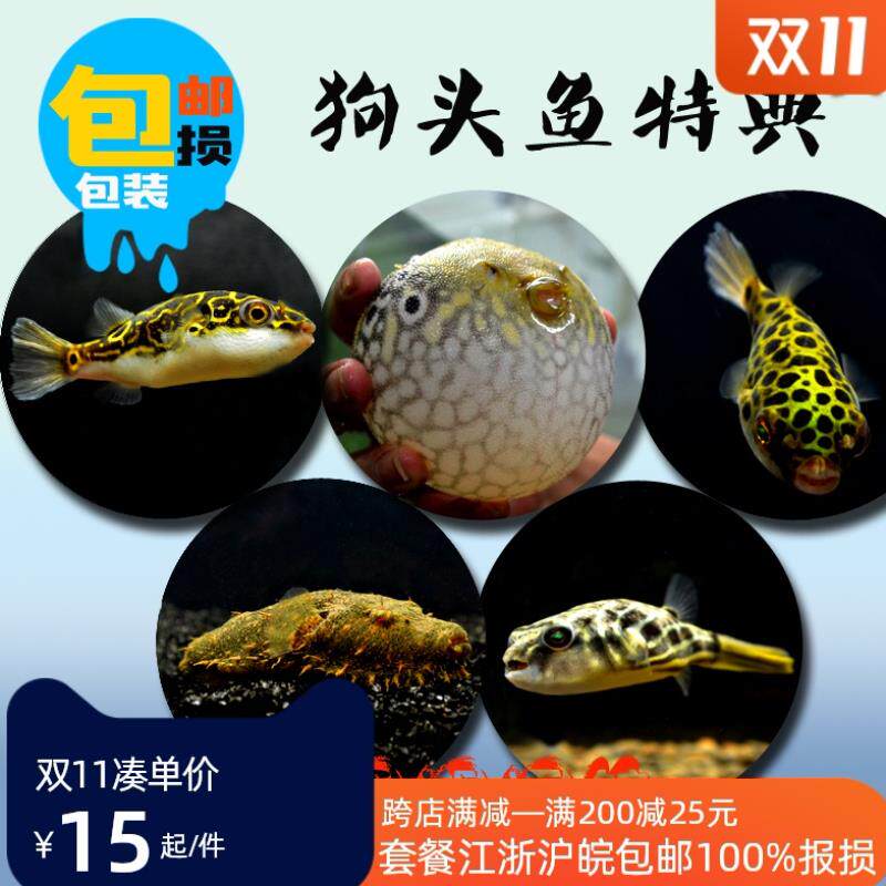 zebra Kobold freshwater Puffer fish unicorn Maomao chocolate Submarine Kobold Papaya living thingin the Pet/Pet food and supplies , Aqua World , Fish  category - from Buy2taobao.com to provide professional Taobao agent buy service
