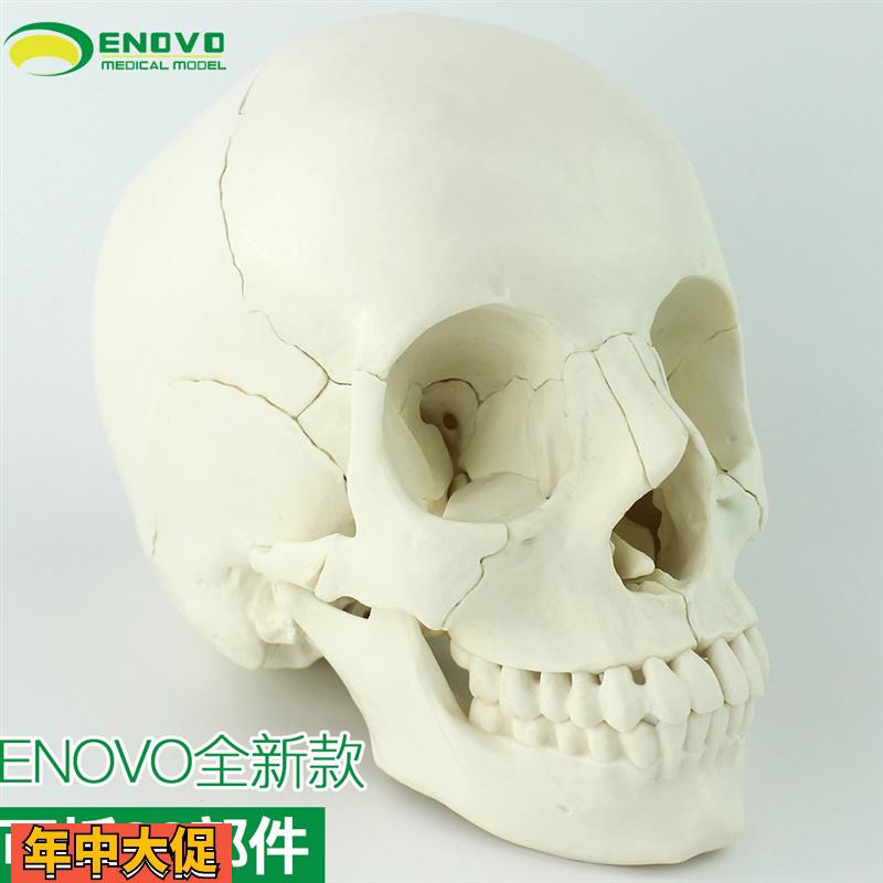 ENOVO颐诺医学用可分解人体头骨模型头颅骨拼装可拆美容微整形教