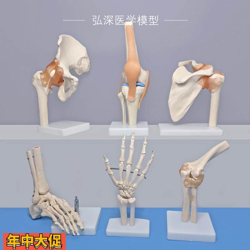 人体关节模型成人骨骼手脚踝头骨盆肩膝肘髋骨科韧带肌肉医学教学