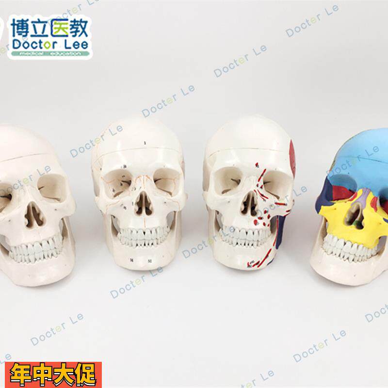 医用人体头骨模型头颅骨模型骷髅头模型可拆卸口腔模型美术