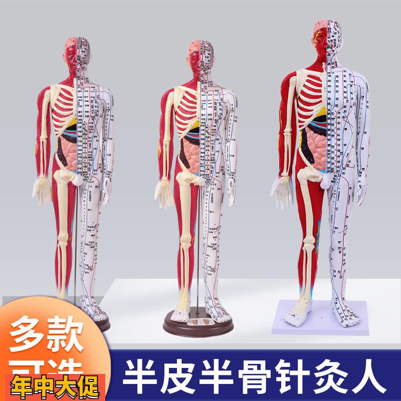 6085cm人体针灸穴位模型半肌肉骨骼内脏中医十二经络图解剖模特