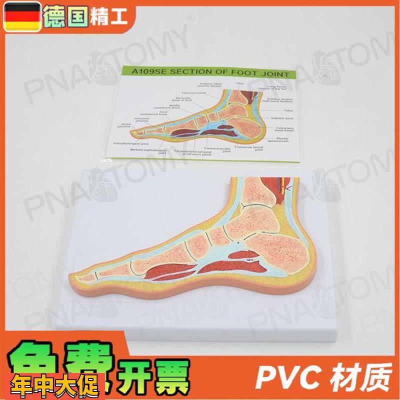 德国人体MRI脚关节骨骼肌肉剖面构造解剖模型医学骨科疼痛科教学