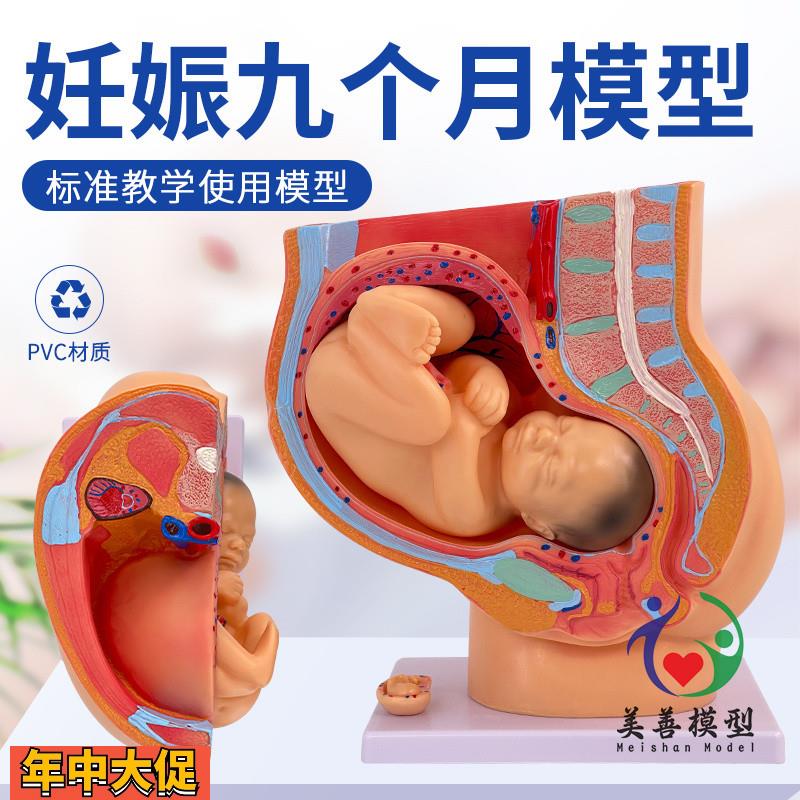 胚胎模型女性盆腔附足月胎儿模型妊娠发育九个月胎儿子宫模具
